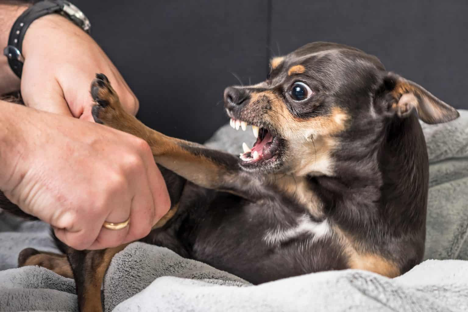 Fabelhafte Hund Bellt Stundenlang Wenn Er Alleine Ist Bilder