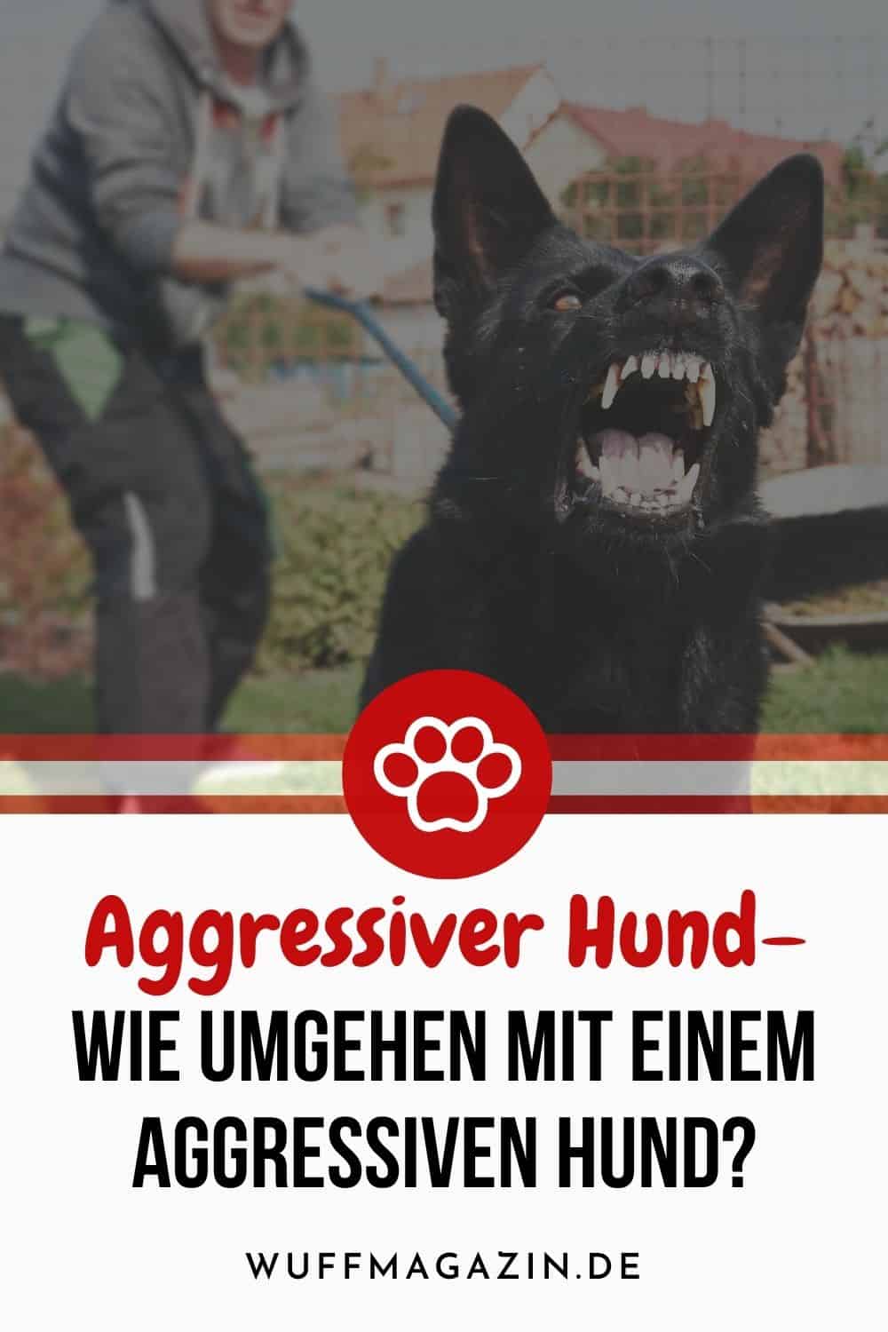 Aggressiver Hund - Wie Umgehen Mit Einem Aggressiven Hund