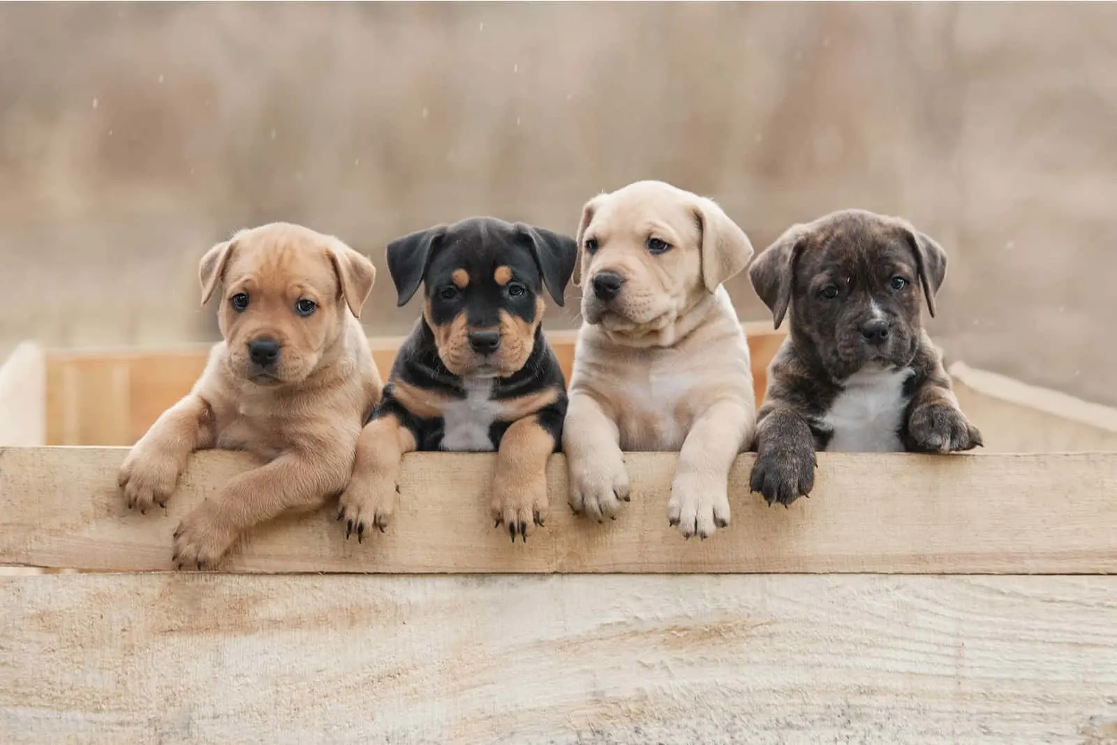 Amerikanische Staffordshire Terrier Welpen sitzen in einer Box
