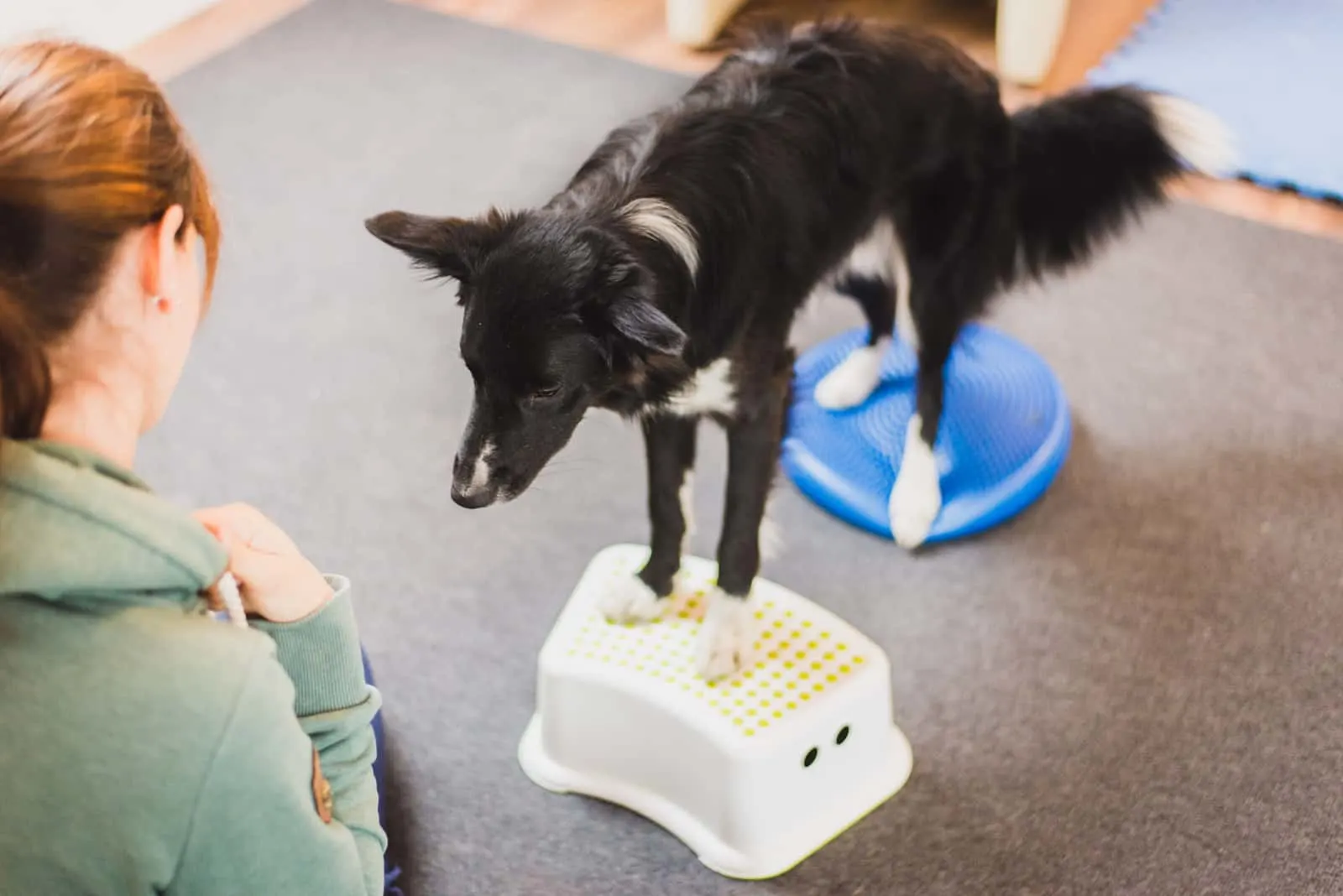 Border-Collie-Hund während der Fitness-Trainingsübung auf einer Ausgleichsscheibe