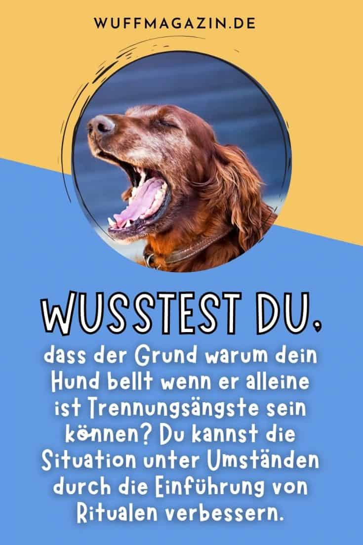 Dein Hund Bellt, Wenn Er Alleine Ist Was Nun?