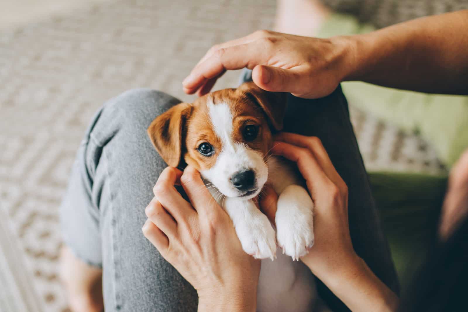 Entzückender Welpe Jack Russell Terrier in den Händen des Besitzers