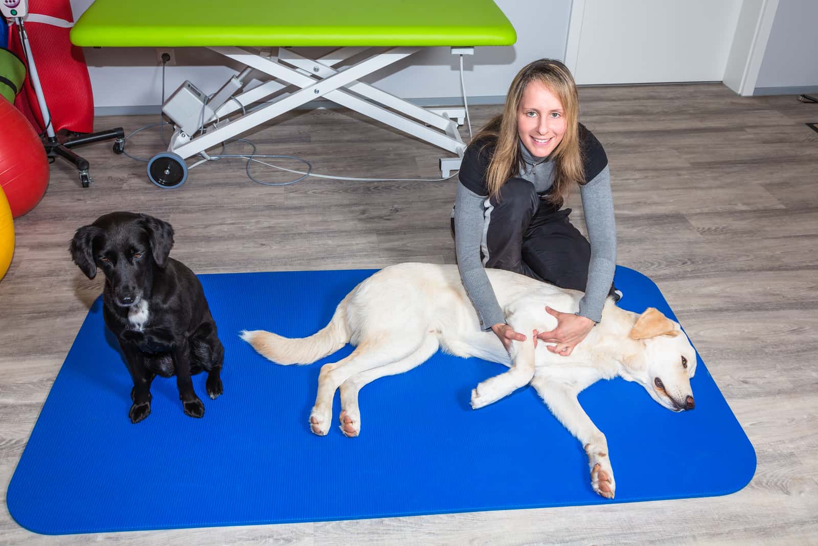 Frau gibt einem Hund in einem Tierarztbüro eine Massage