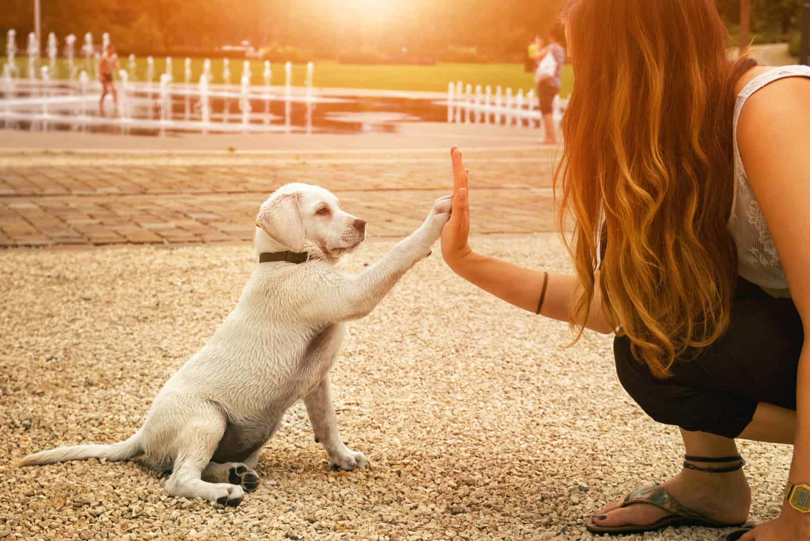 Händedruck zwischen Frau und Hund