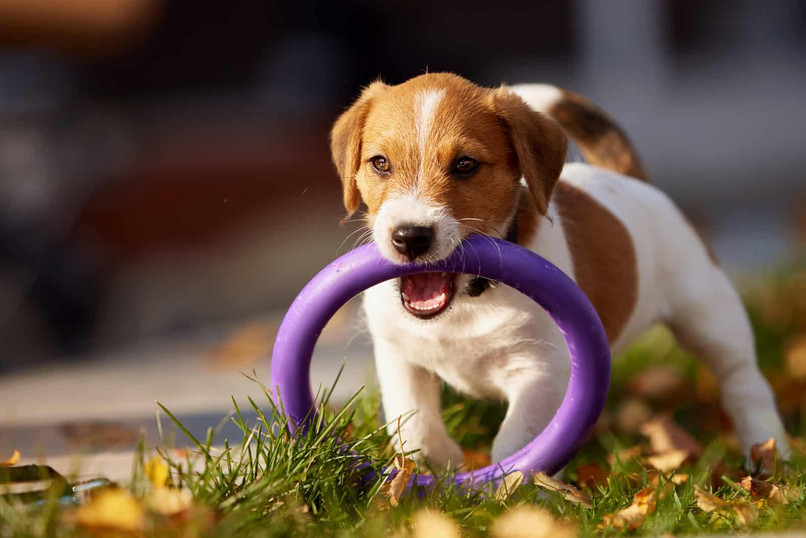 Hunderasse Jack Russell Terrier spielt im Herbstpark