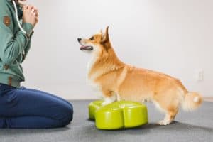 Hund während des Fitnesstrainings auf einer Ausgleichsscheibe