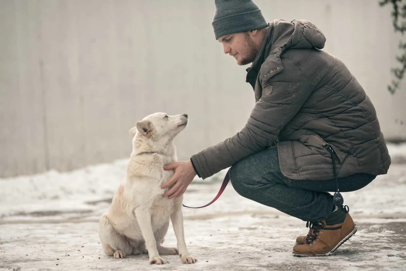 Hundetrainer Hunde-Rehabilitationstherapeut für Hunde-Rehabilitationsprogramm