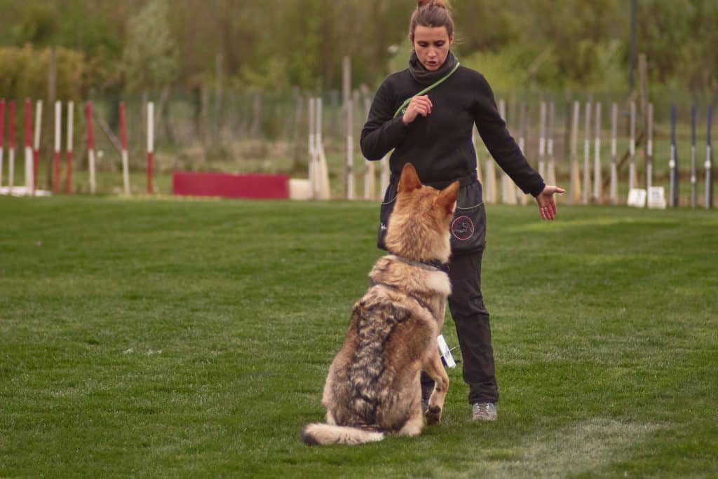 Aggressiver Hund Wie Umgehen Mit Einem Aggressiven Hund?