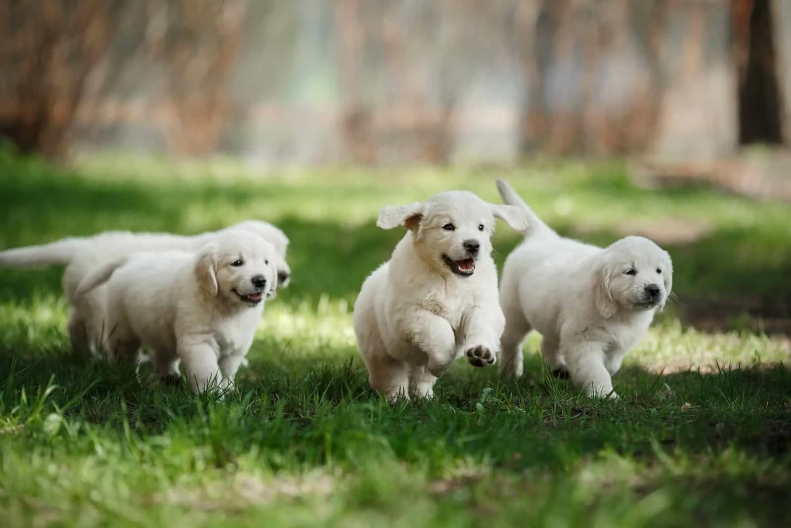 Kleine Welpen Golden Retriever, herumlaufen