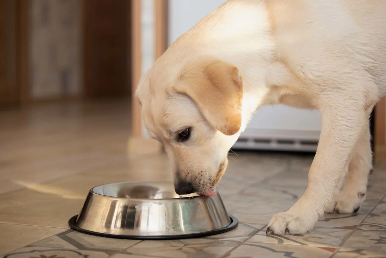 Labrador Hund nach dem Füttern lecken mit Zunge Metallschale