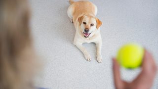 Gehorsamstraining Labrador Hund mit Ball