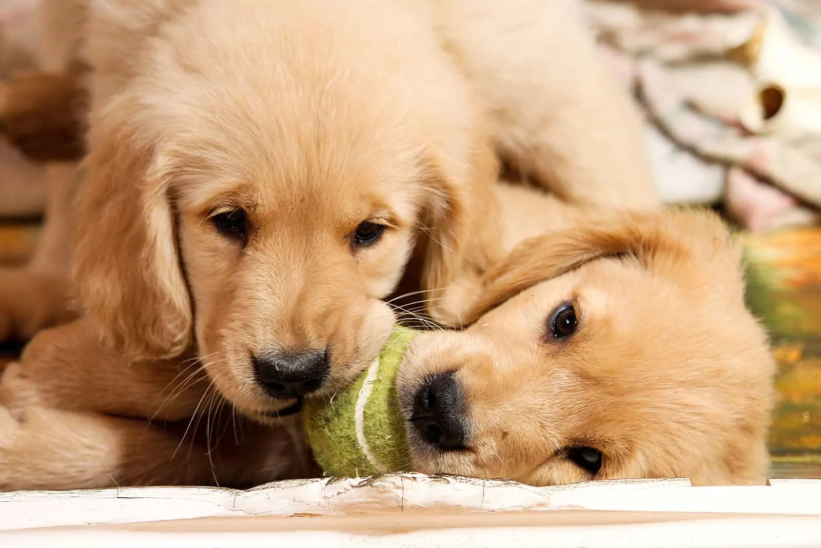 Nette Golden Retriever Welpen spielen mit einem Tennisball.