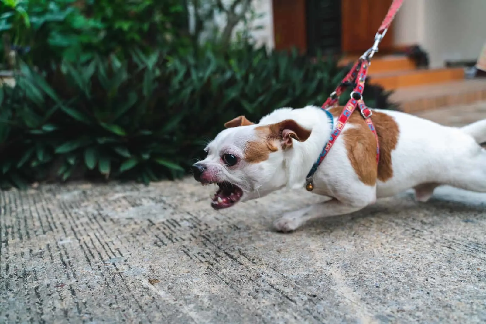 Aggressiver Hund Wie Umgehen Mit Einem Aggressiven Hund?