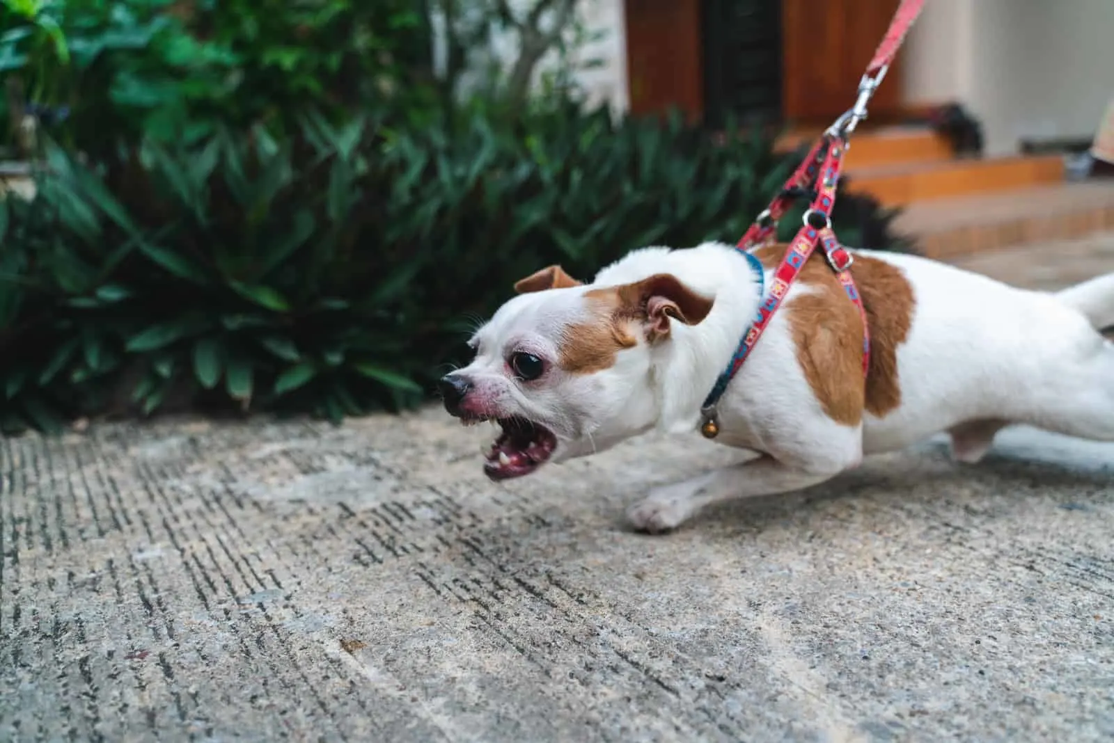 Schließen Sie oben wütendes Gesicht Chihuahua Hund an der Leine