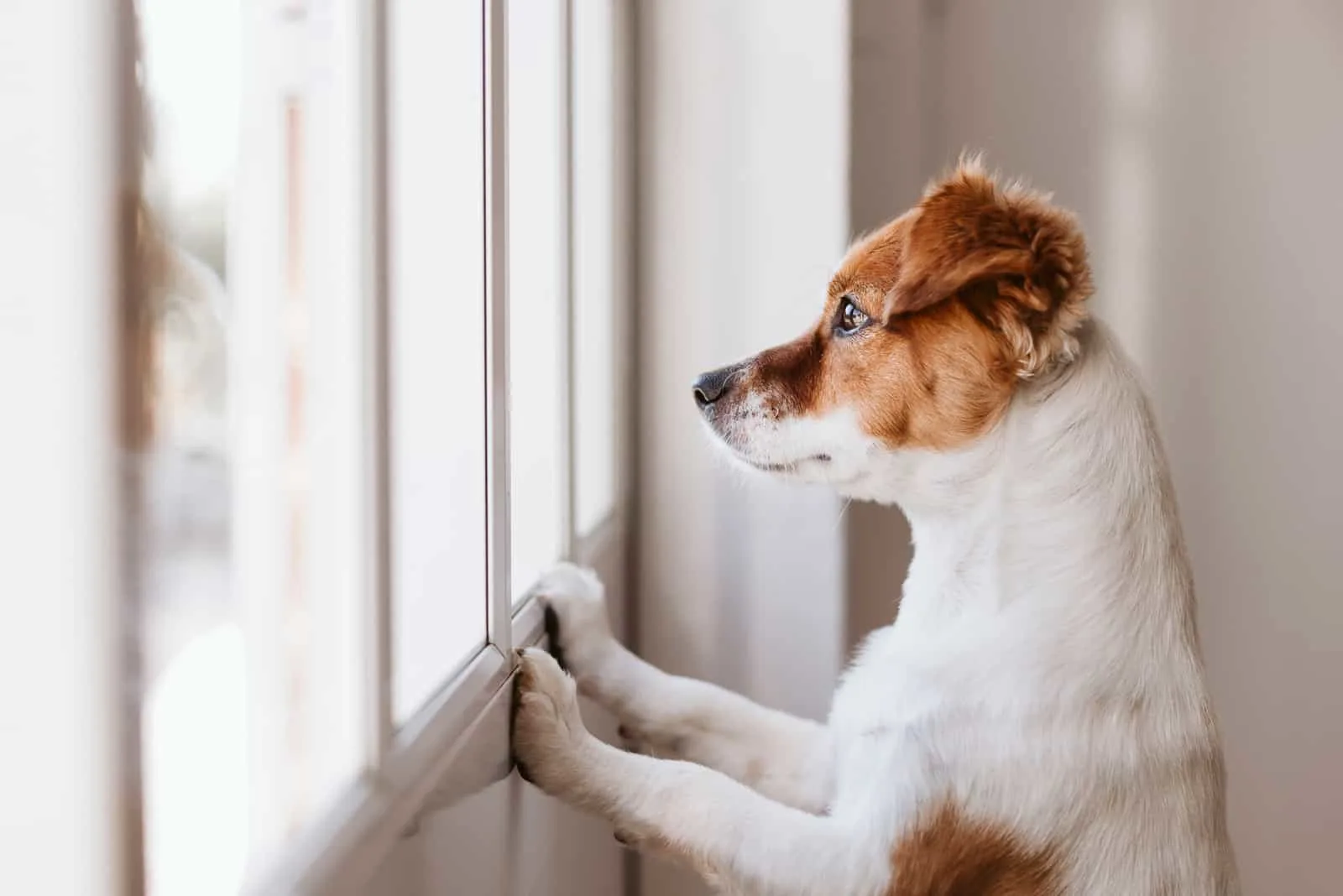 süßer kleiner Hund, der auf zwei Beinen steht und durch das Fenster wegschaut