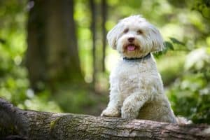 Hund stehend auf einem Baumstamm