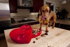 Der Hund frisst Schokolade aus einer roten herzförmigen Schachtel
