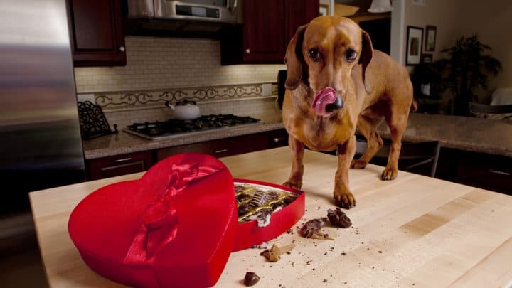 Alarmstufe Rot! Wie man handelt, wenn der Hund Schokolade gegessen hat!