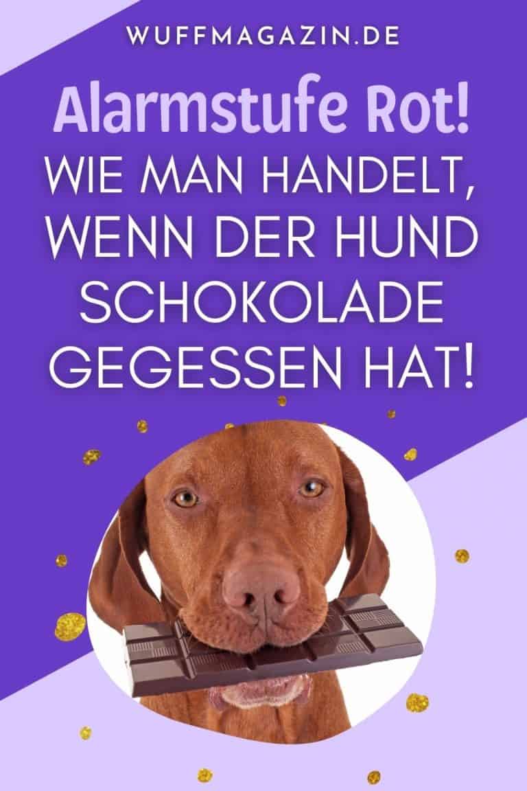 Alarmstufe Rot! Wie Man Handelt, Wenn Der Hund Schokolade Gegessen Hat!