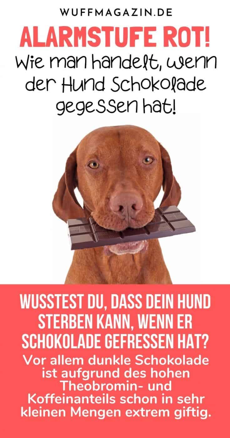 Alarmstufe Rot! Wie man handelt, wenn der Hund Schokolade gegessen hat!