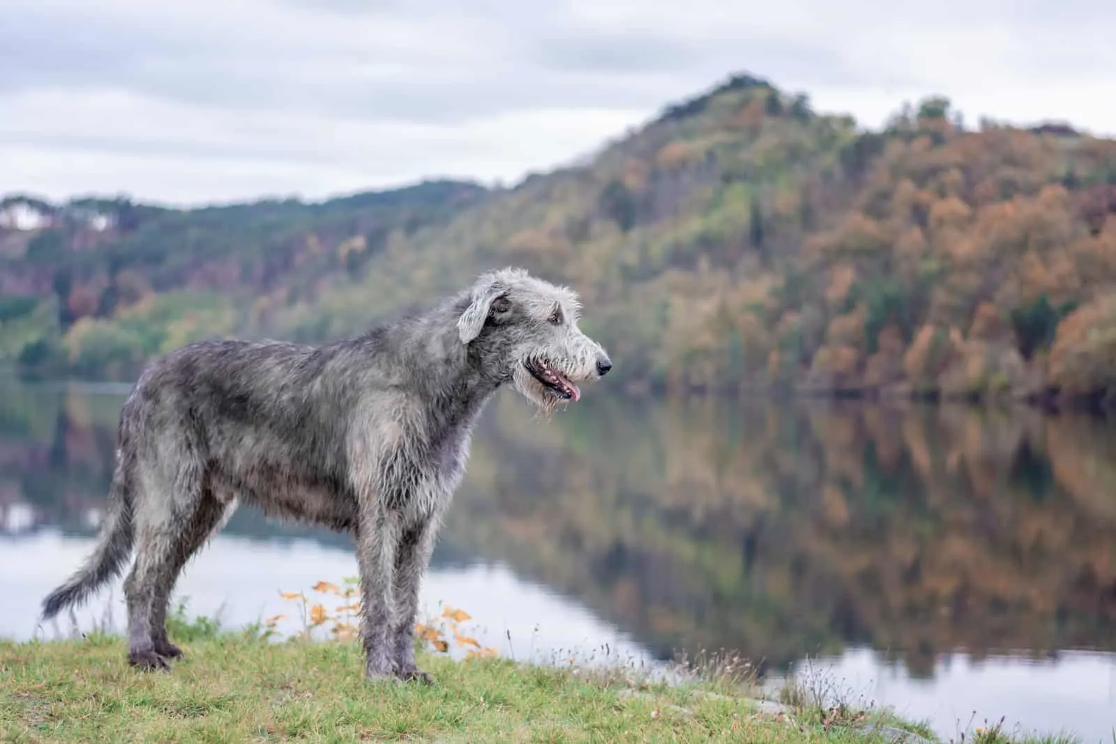 Am Flussufer steht ein riesiger irischer Wolfshund