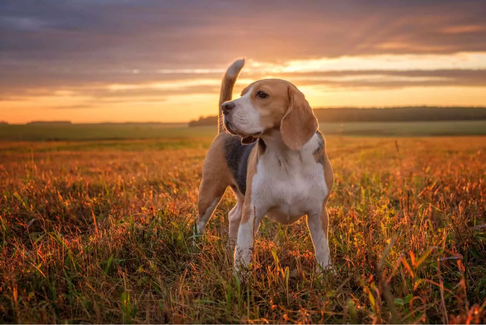 Beagle-Hund in der Natur