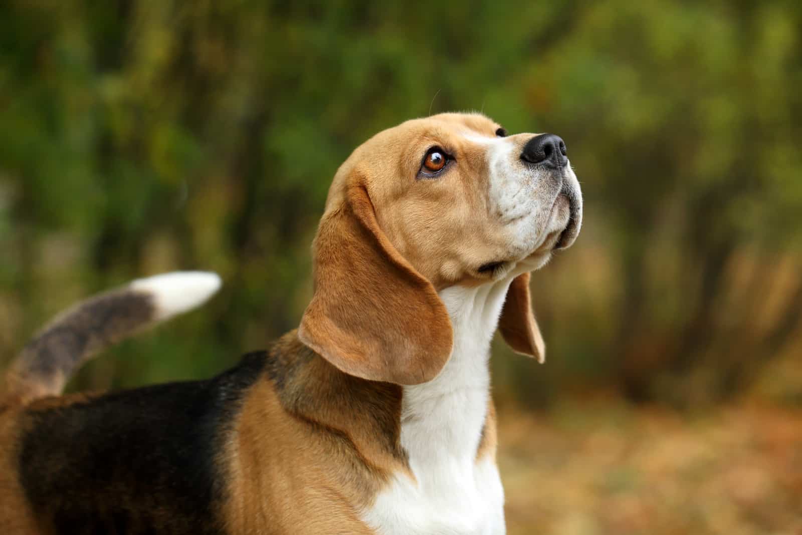 Beagle-Hund in der Natur