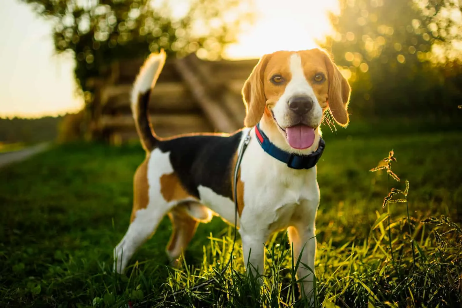 Beagle-Hund mit ausgestreckter Zunge