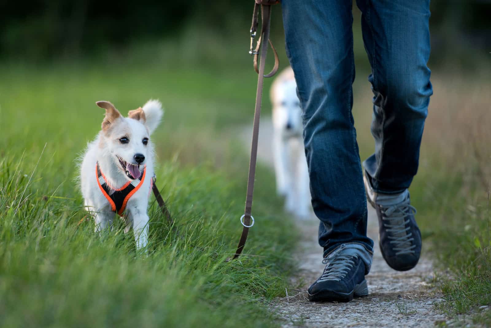 Besitzer spazieren mit seinem Hund in der Natur
