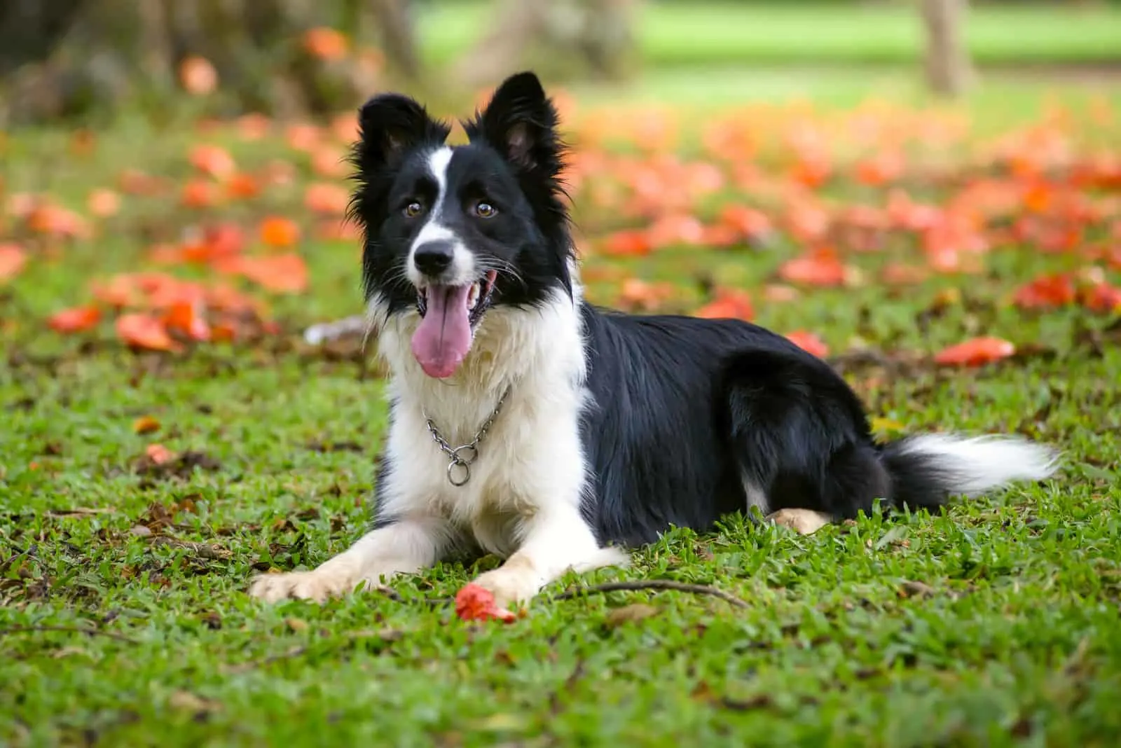 Border-Collie-Hund, der sich auf das Gras legt