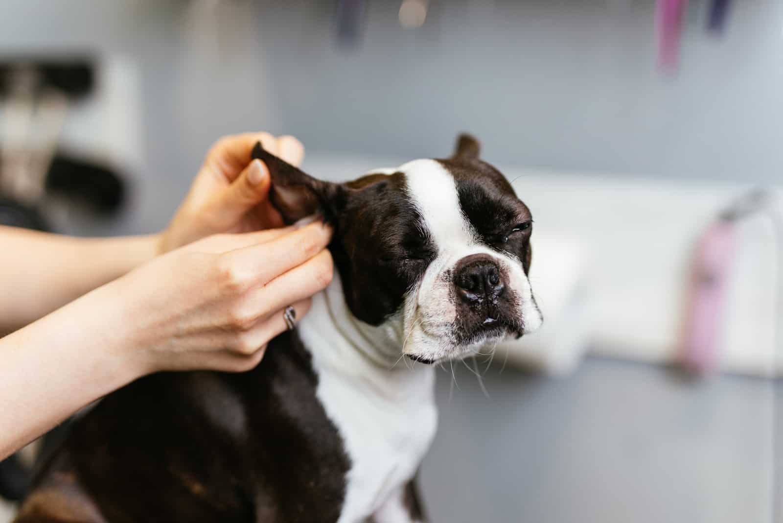 Boston Terrier im Pflegesalon.