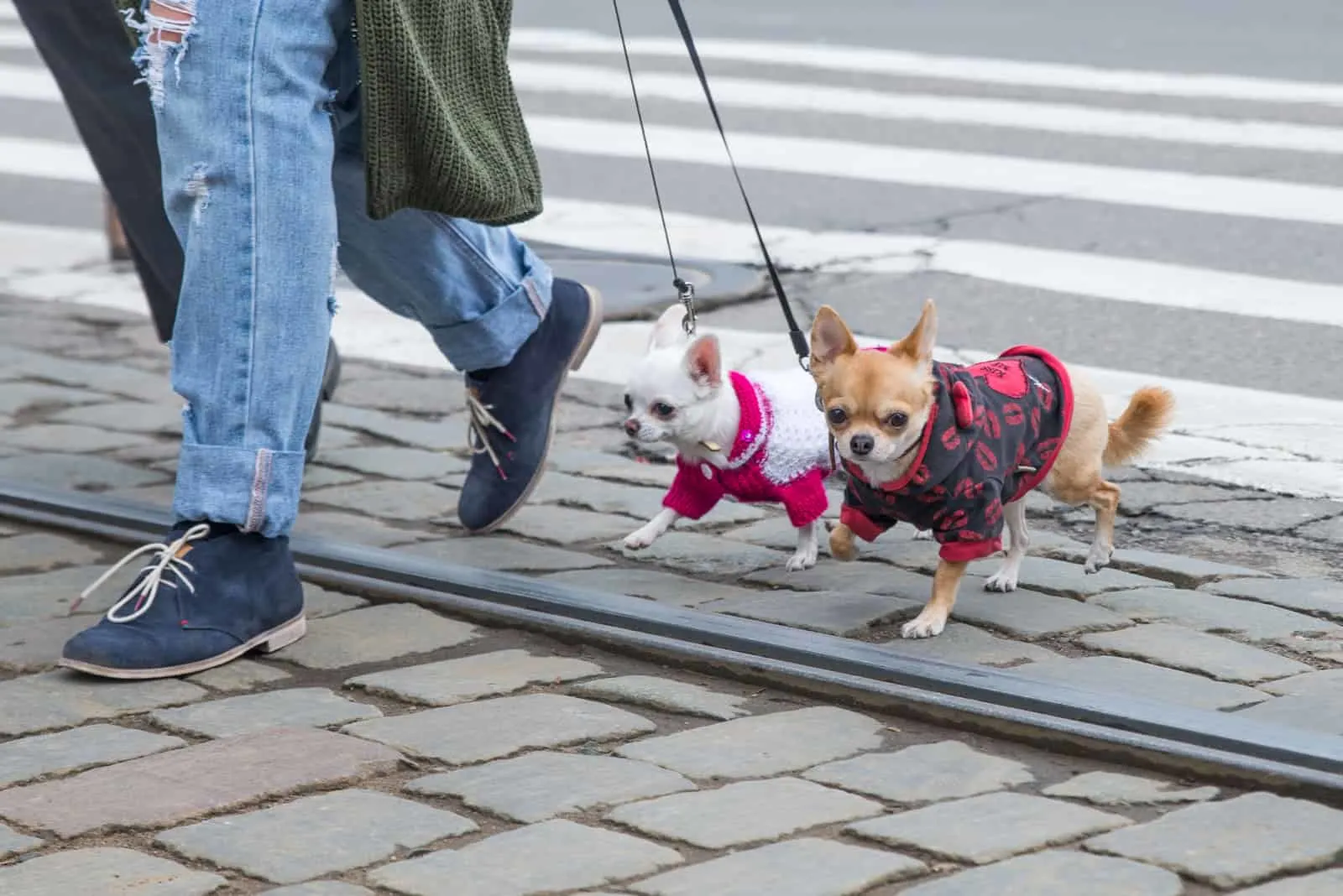 Chihuahua-Hunde nahe beieinander zu Fuß des Besitzers