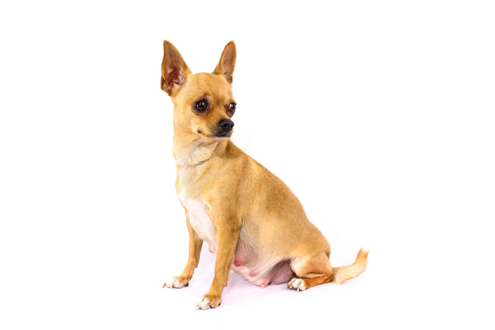 Chihuahua schwanger