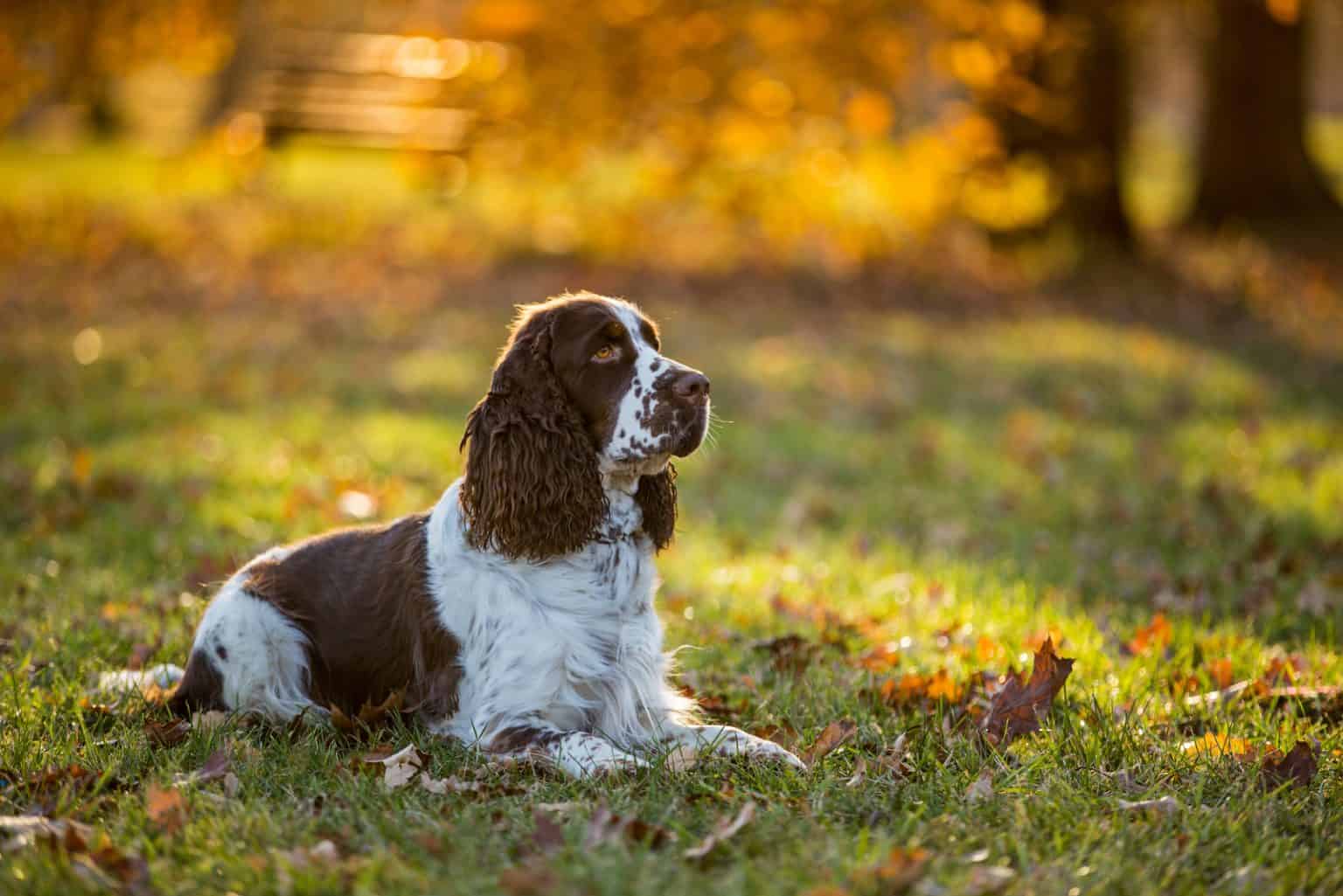 Familienfreundliche Hunde Welche Hunderasse Soll Man Whlen