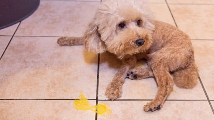Dein Hund Erbricht Gelb – Ein Grund Zur Besorgnis?