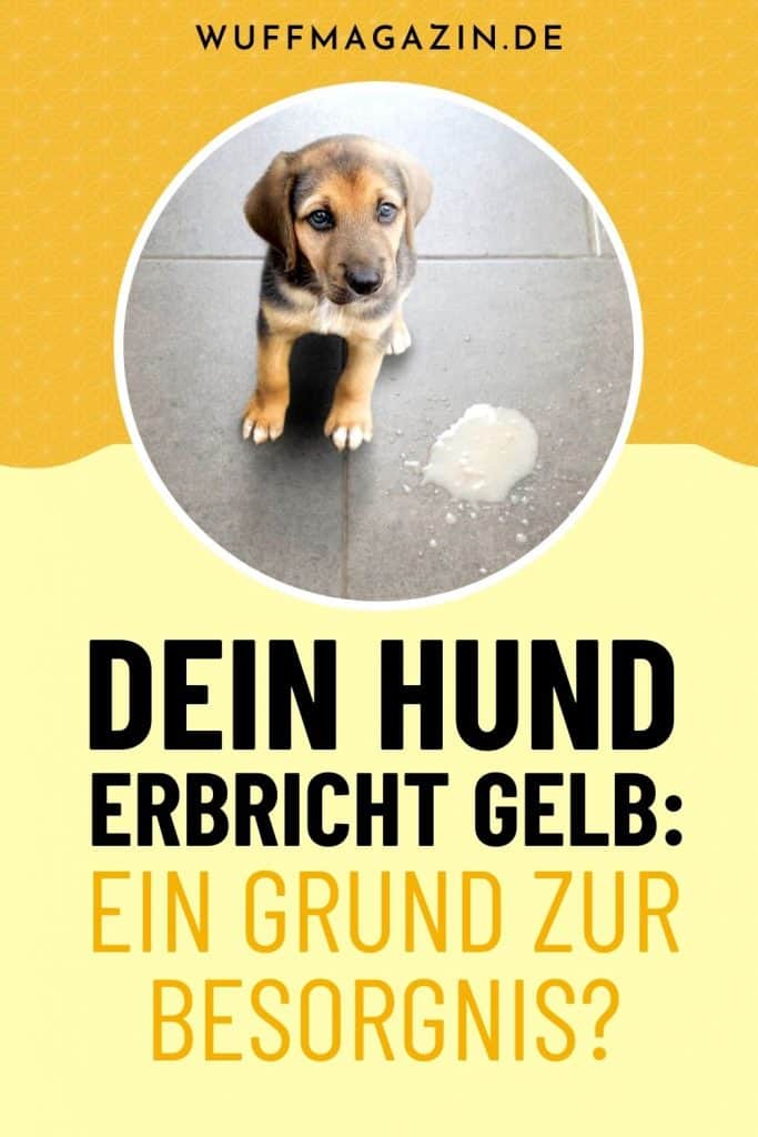 Dein Hund Erbricht Gelb Ein Grund Zur