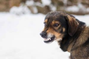 Hund knurrt draußen