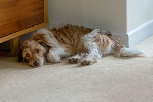 Ein trauriger Hund liegt auf dem Boden des Raumes