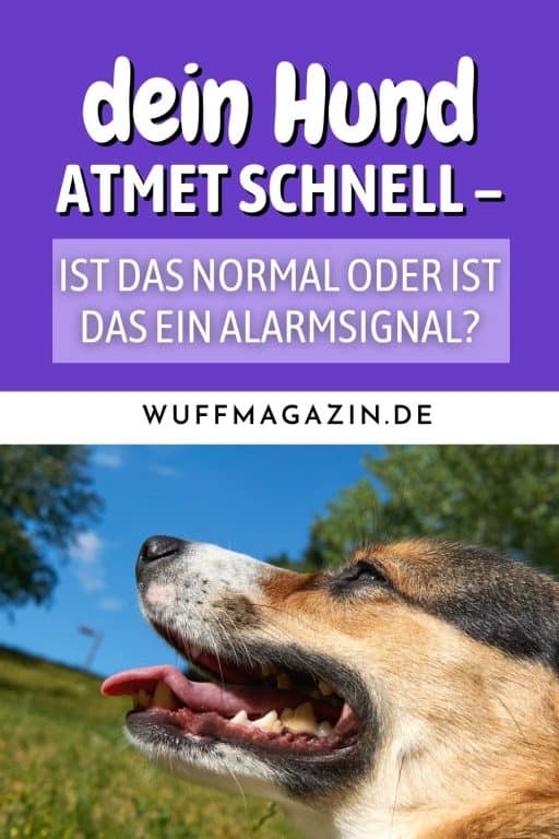 Dein Hund atmet schnell Ist das normal oder ist das ein Alarmsignal?