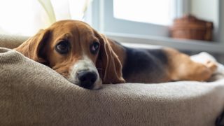 Ruhender Beagle-Hund auf der Couch