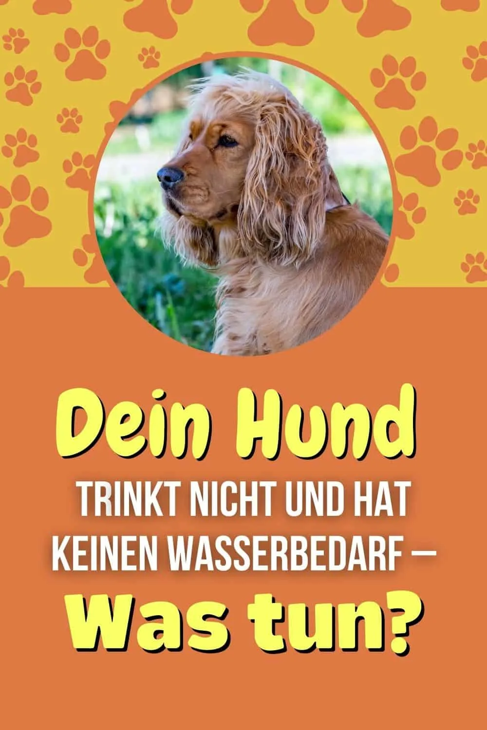 Dein Hund trinkt nicht und hat keinen Wasserbedarf - Was tun