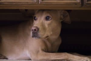 Hund versteckt sich unter Couchtisch