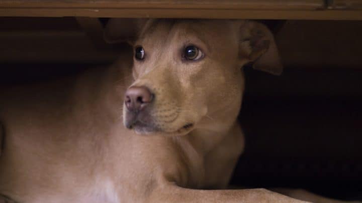 Deinen Hund beruhigen – Lerne über die Ängste deines Lieblings