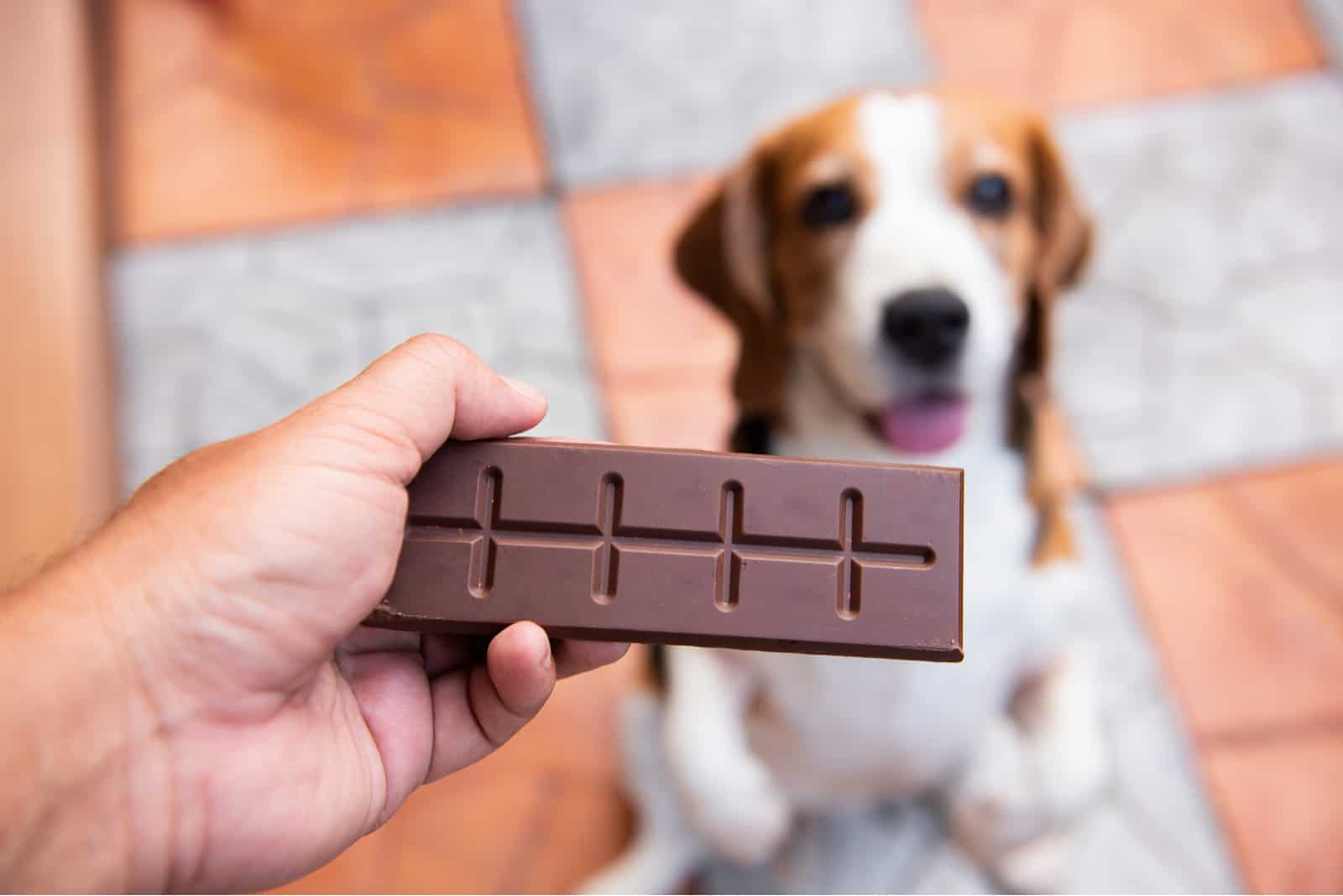 Der Besitzer gibt seinem Hund die Hundeschokolade