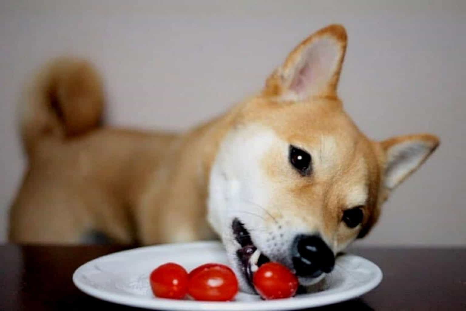 Dürfen Hunde Tomaten essen oder sind sie ein NoGo?