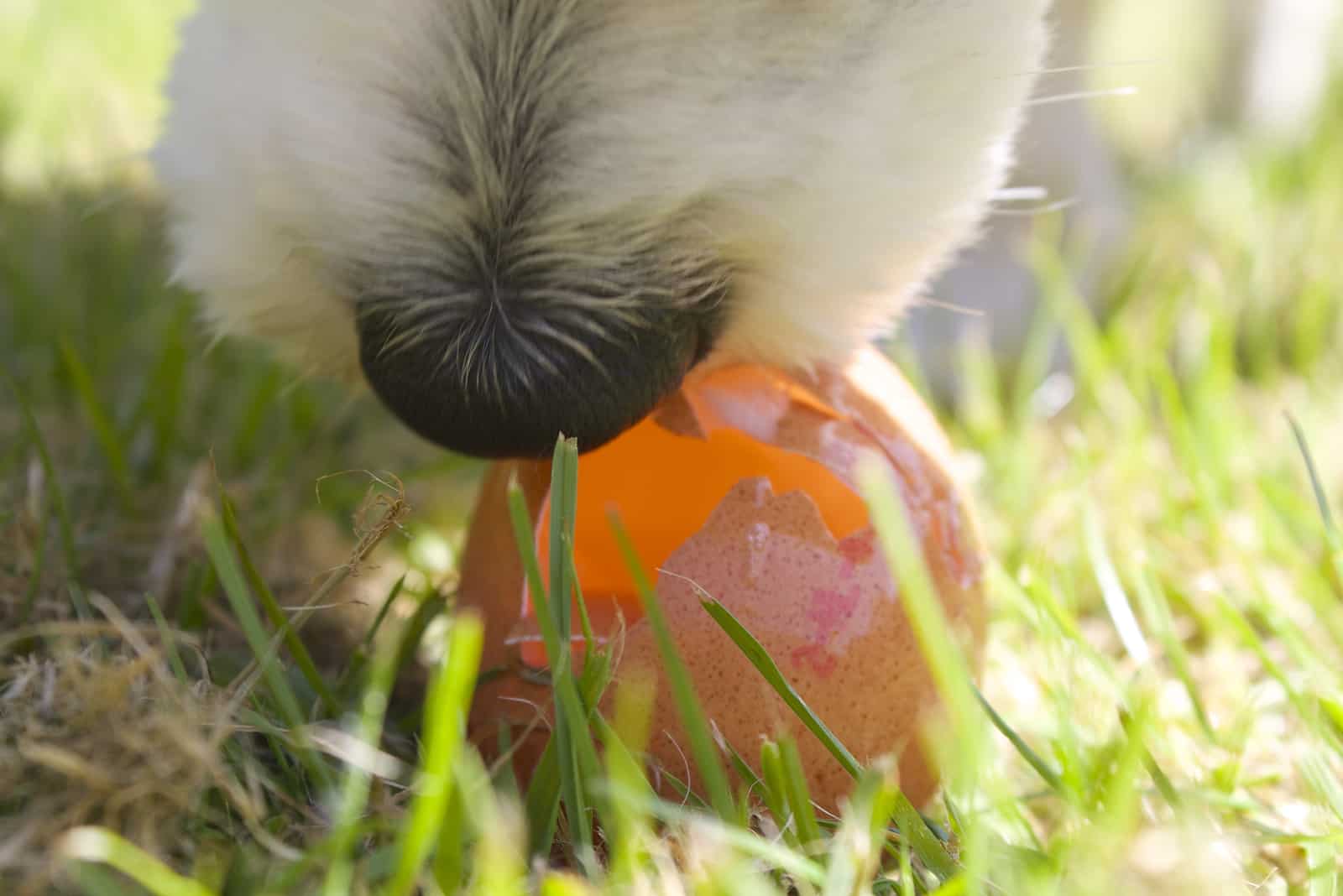 Der Hund frisst ein rohes Ei