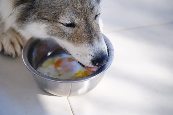 Dürfen Hunde Eier essen? Das ewige Dilemma für Hundebesitzer