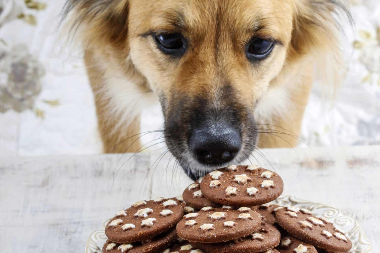 Alarmstufe Rot! Wie man handelt, wenn der Hund Schokolade gegessen hat!