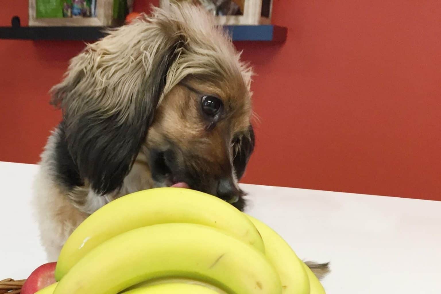 Dürfen Hunde Bananen essen? Ein Thema, das keinen Hundebesitzer kaltlässt