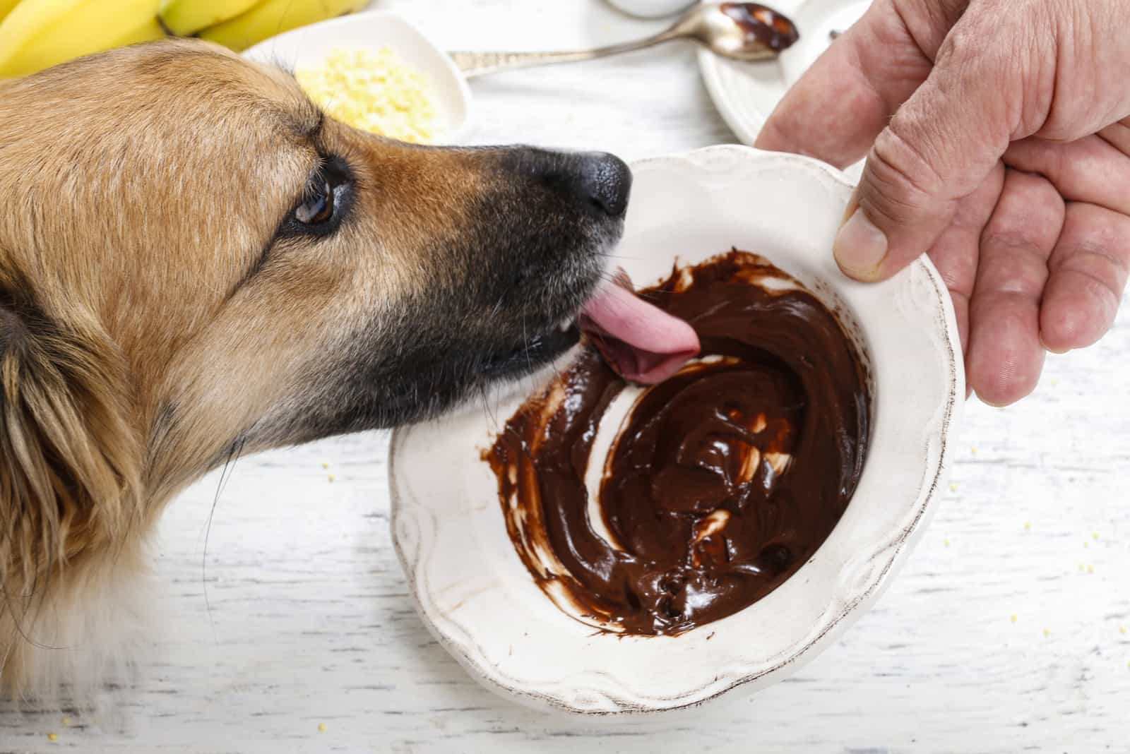 Der Hund leckt die geschmolzene Schokolade von einem Teller, den ein Mann in der Hand hält